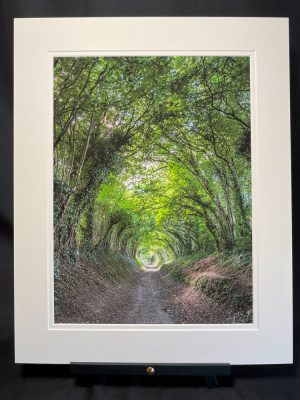 Halnaker Tree Tunnel Print
