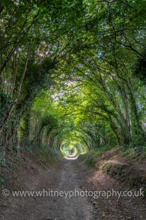 Print of Halnaker Tree Tunnel near Chichester in West Sussex