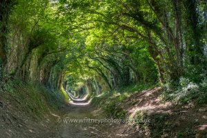 Tree Tunnel in Halnaker near Chichester in West Sussex