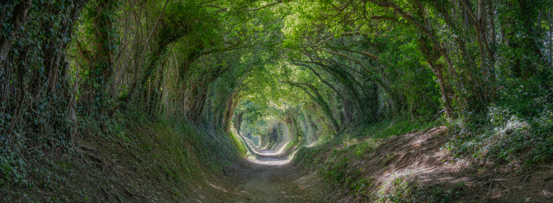 Tree tunnel at Halnaker near Chichester in West Sussex